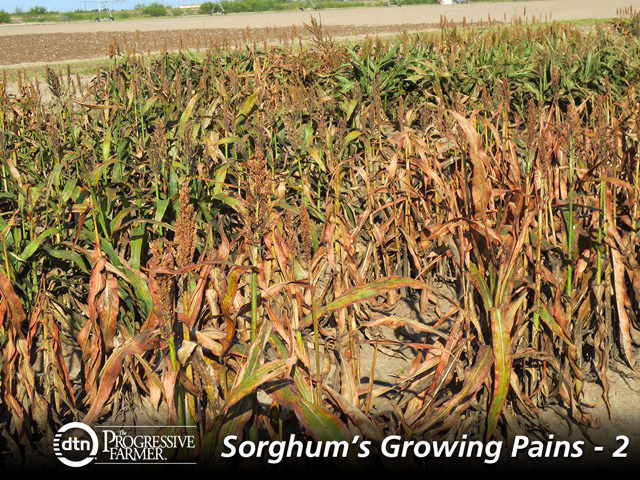 Last year, the sugarcane aphid ravaged grain sorghum fields for many Southern farmers, prompting some to switch to other crops in 2015. (Photo courtesy Raul Villanueva, Texas A&amp;M AgriLife Extension)